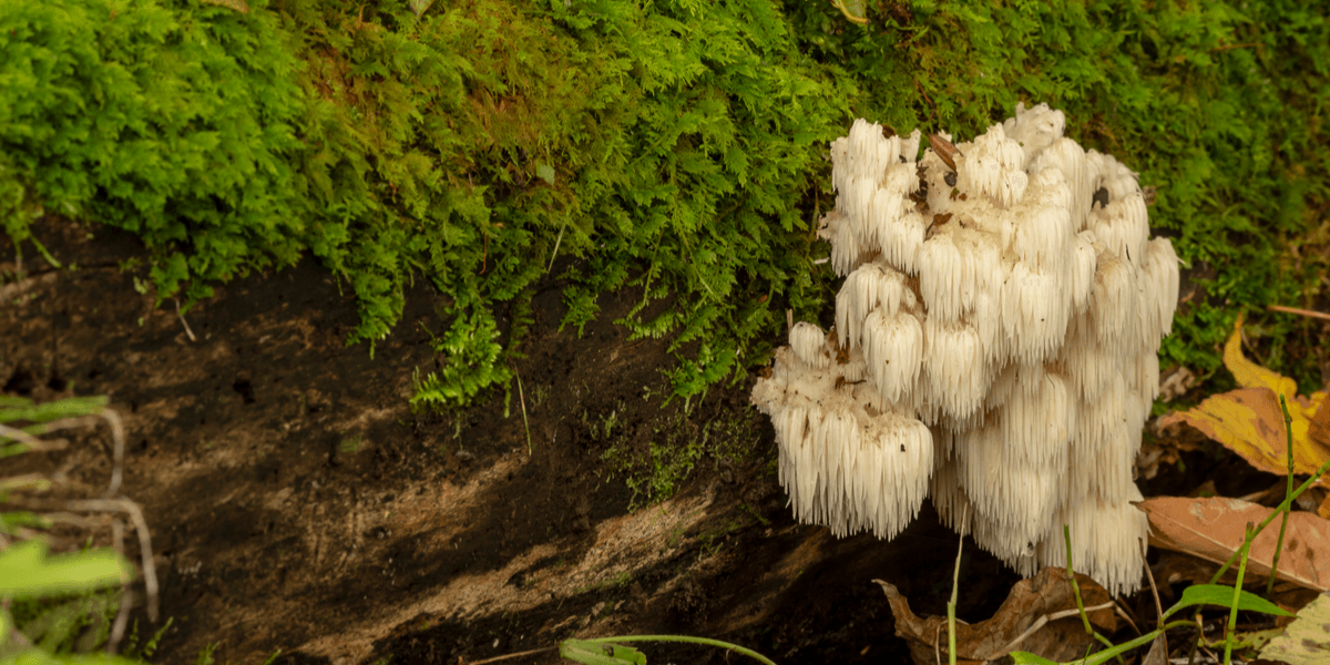 Mushroom Supplements: Which are the Most Effective?