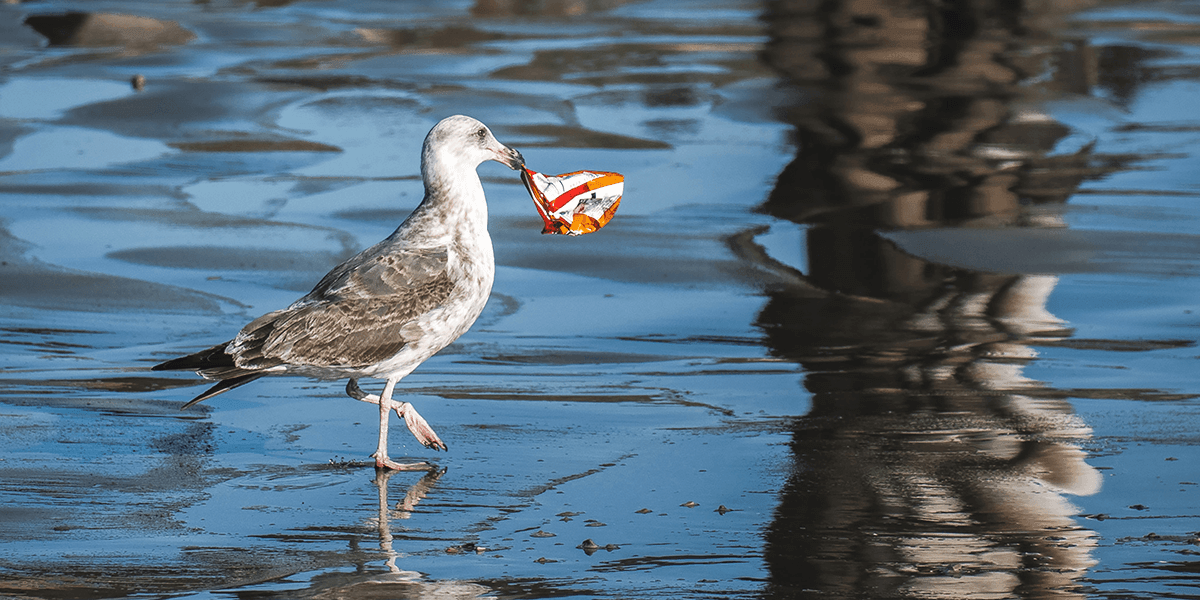 Why We Must Become Better Stewards Of Our Oceans